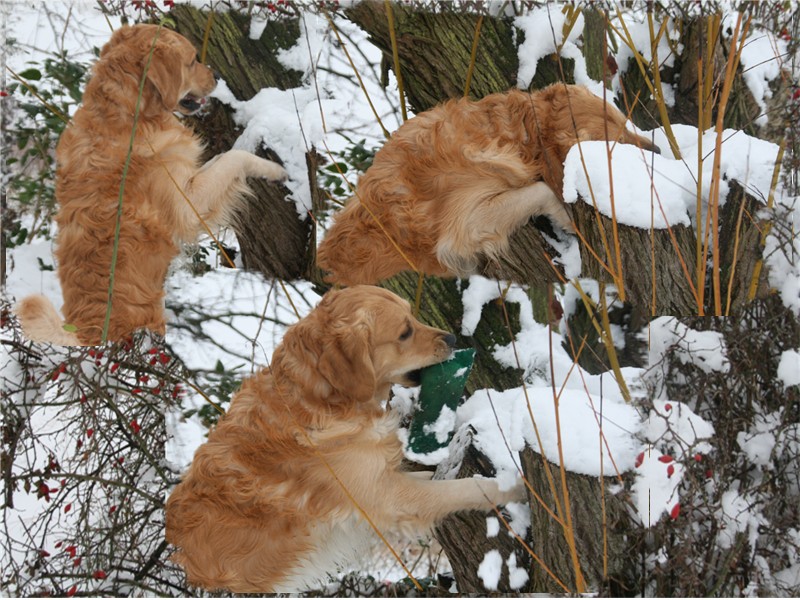 winterliches Dummy Training