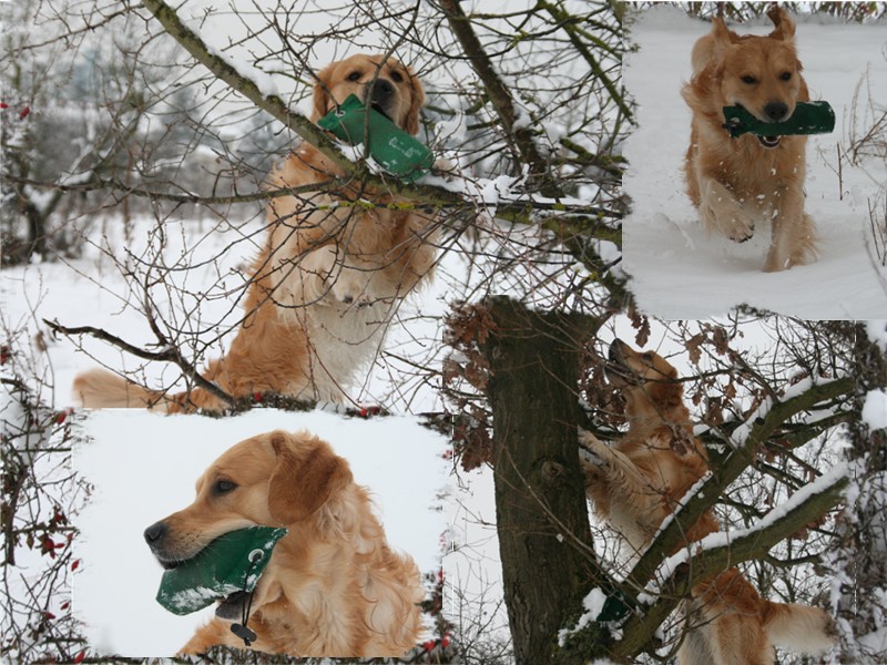 winterliches Dummy Training